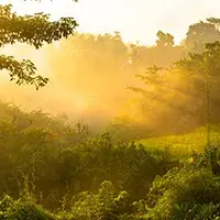 fotomural-bosque-amanecer-sobre-la-jungla-166690037