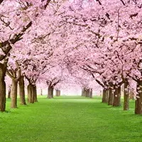 fotomural-de-paisaje-cerezos-en-flor-rosa-488905895