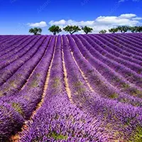 fotomural-flores-campo-de-lavanda-78620640