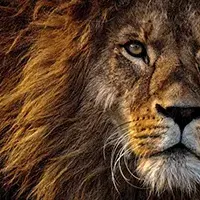 fotomural-leones-enorme-cara-de-leon-realista-368601343