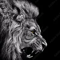 fotomural-leones-enorme-cara-de-leon-realista-blanco-negro-355049340