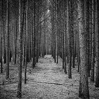 fotomural-paisaje-bosque-blanco-y-negro-salon-471626533