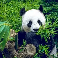papel-mural-animal-de-oso-panda-en-bambu-76029001